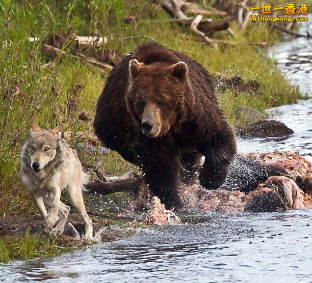 BearChaseWolf.jpg