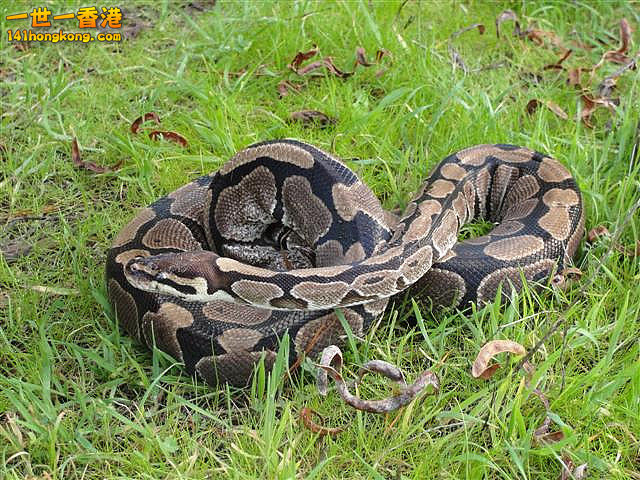 Ball Python-2.jpg