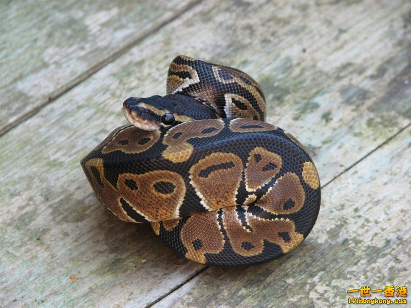 Ball Python-Chocolate.jpg
