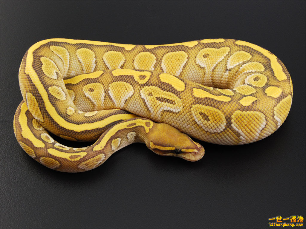 Ball Python-Ghost Butter.jpg