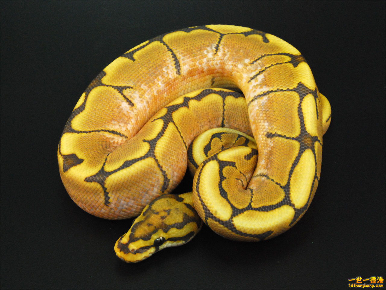 Ball Python-Honey Bee.jpg