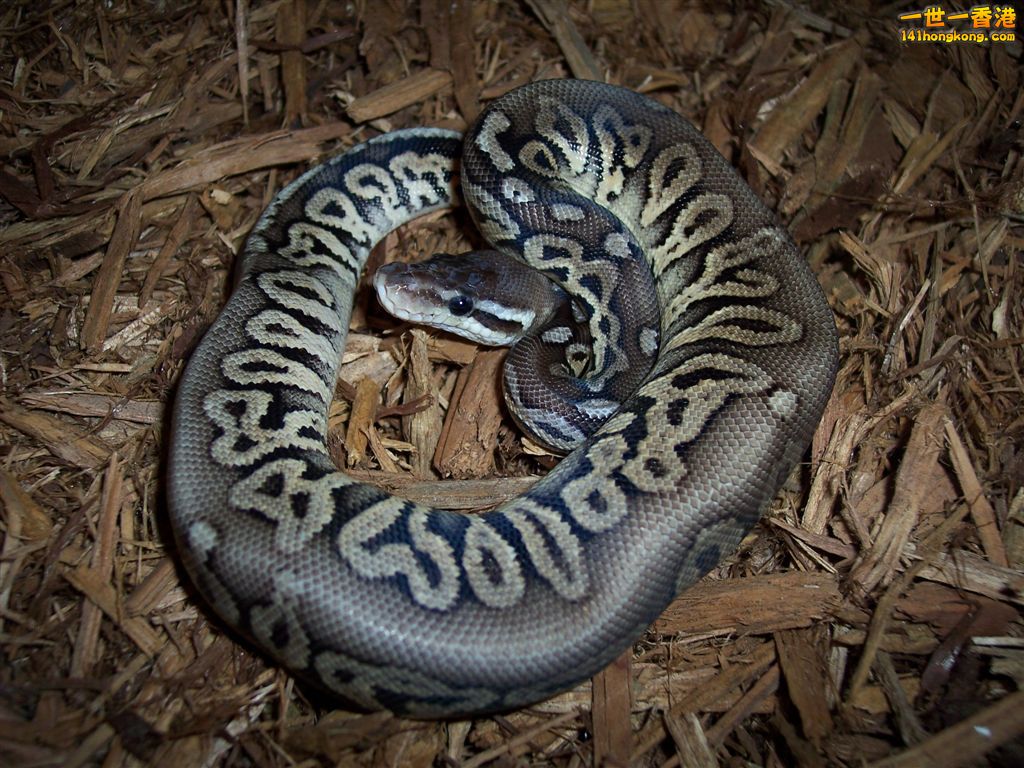 Ball Python-Pewter.jpg