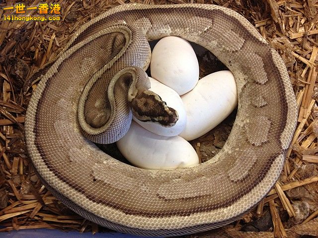 Ball Python-Strip Pastel.jpg