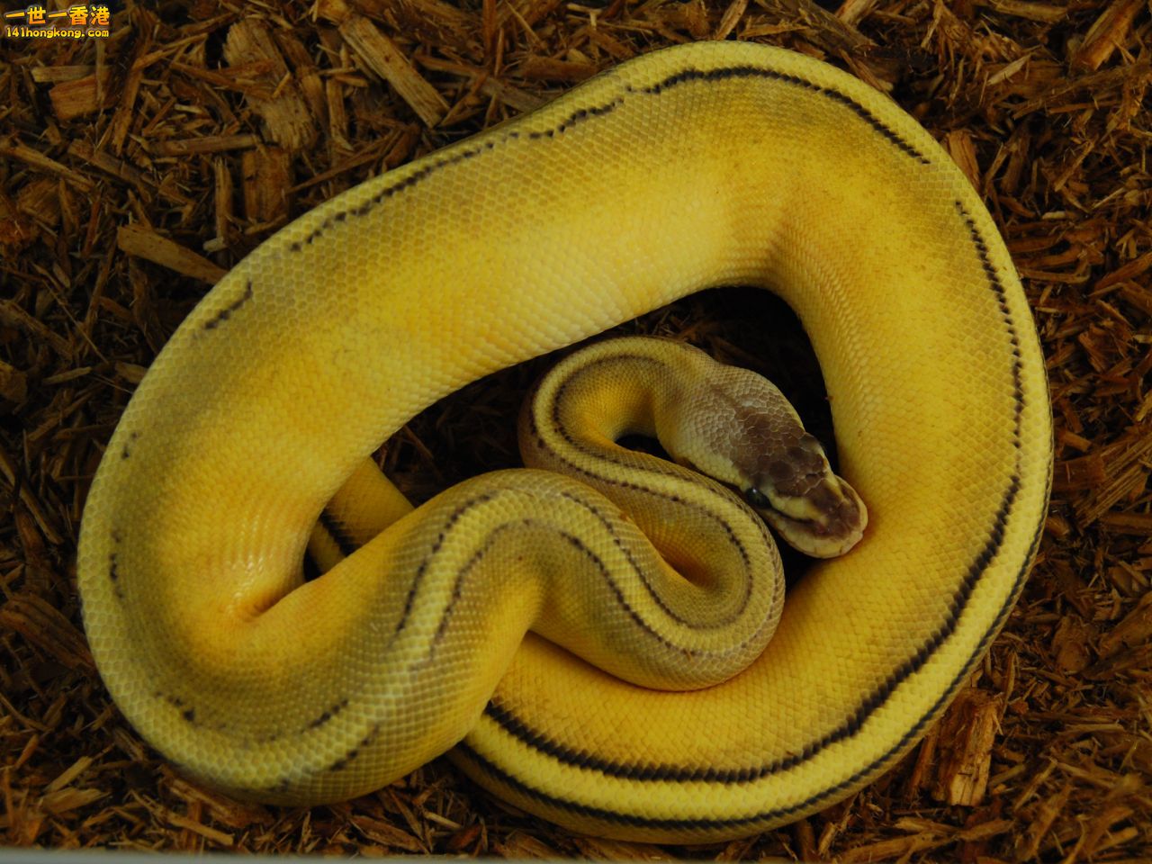 Ball Python-Super Stripe.jpg