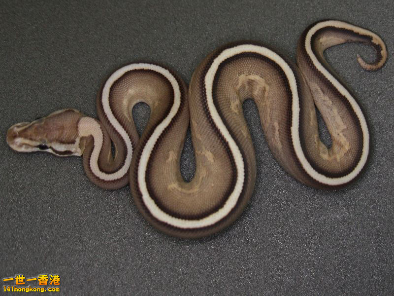 Ball Python-Super Stripe-1.jpg