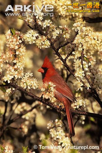 Male-northern-cardinal-in-blossom.jpg