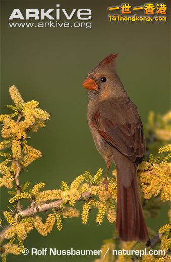 Female-northern-cardinal.jpg