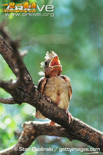 Northern-cardinal-fledgling.jpg