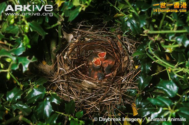 Northern-cardinal-hatchlings-in-nest.jpg
