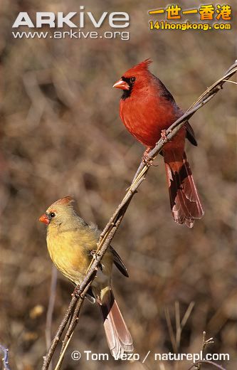 Pair-of-northern-cardinal.jpg