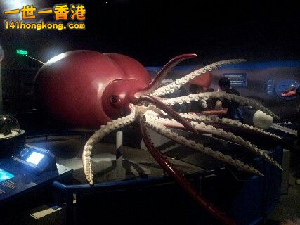 八爪魚.jpg