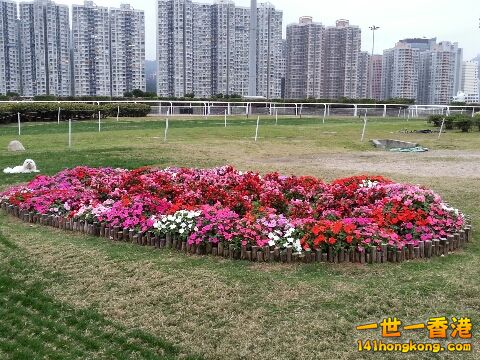 花花.jpg