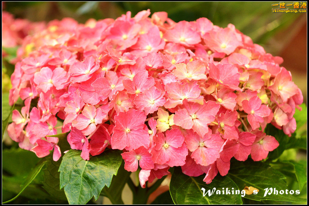 DSC_7630.jpg