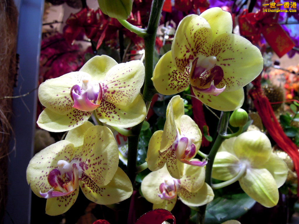 DSCN3368A.JPG