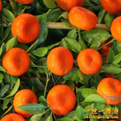 大吉.jpg