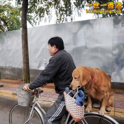 funny-dog-taking-bag-on-bicycles-400x400.jpg