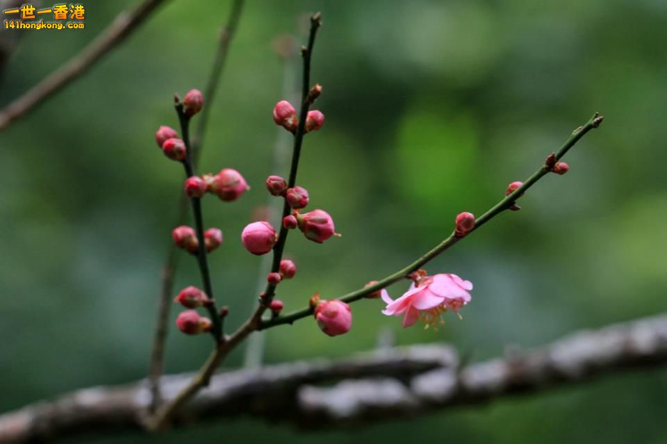 桃花_02.jpg