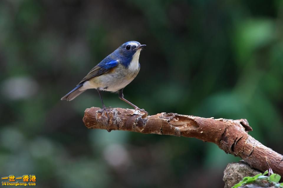 鳥_09.jpg
