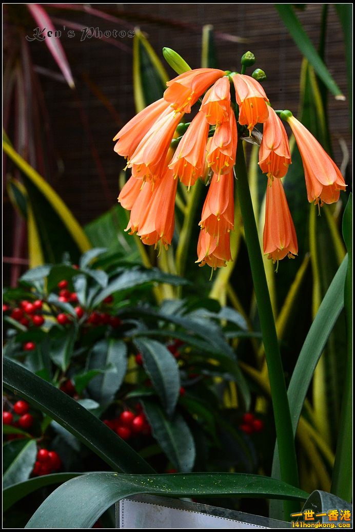 DSC_1363.jpg