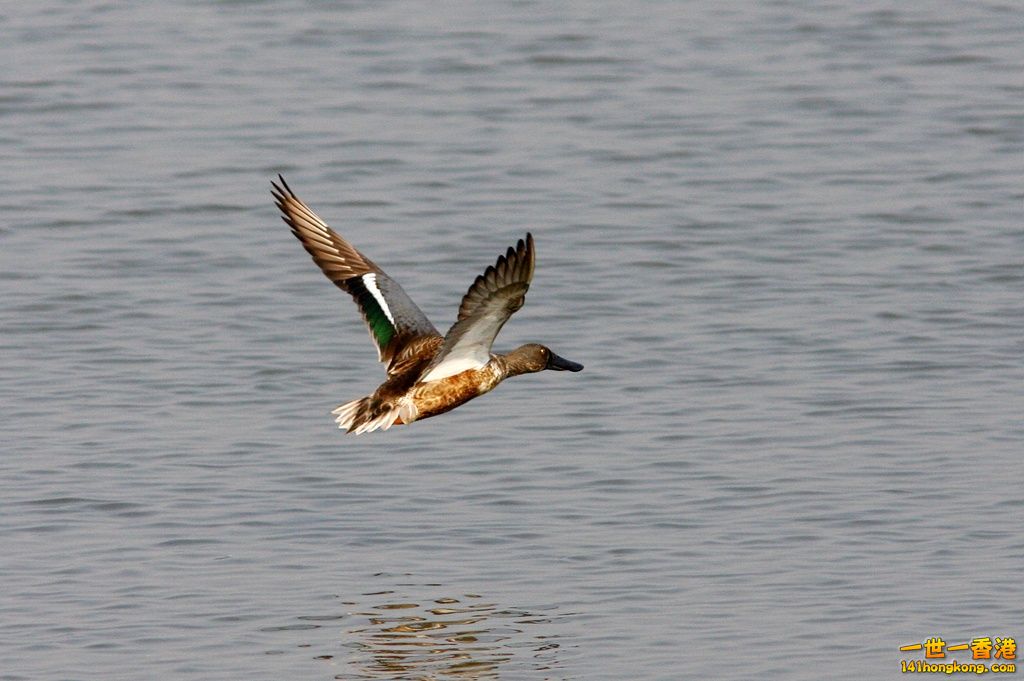 IMG_9660.JPG