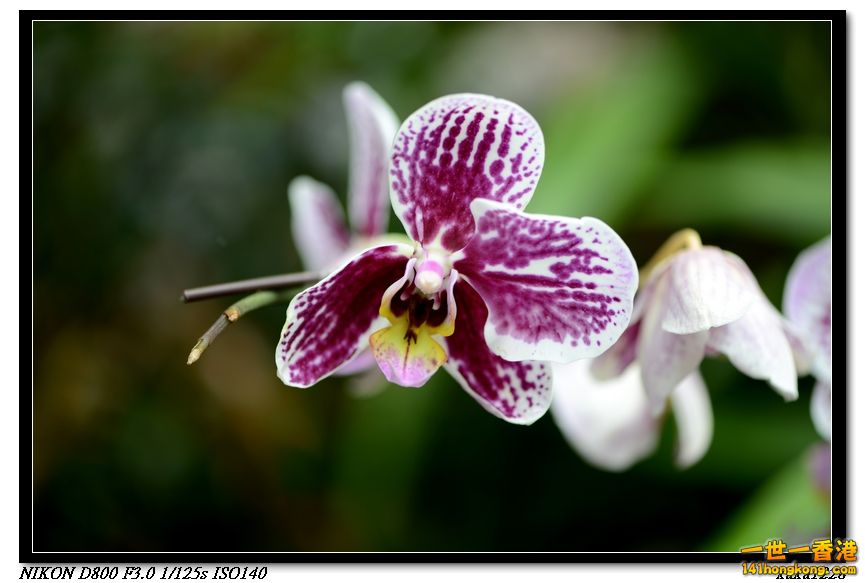 nEO_IMG_DSC_0992.jpg