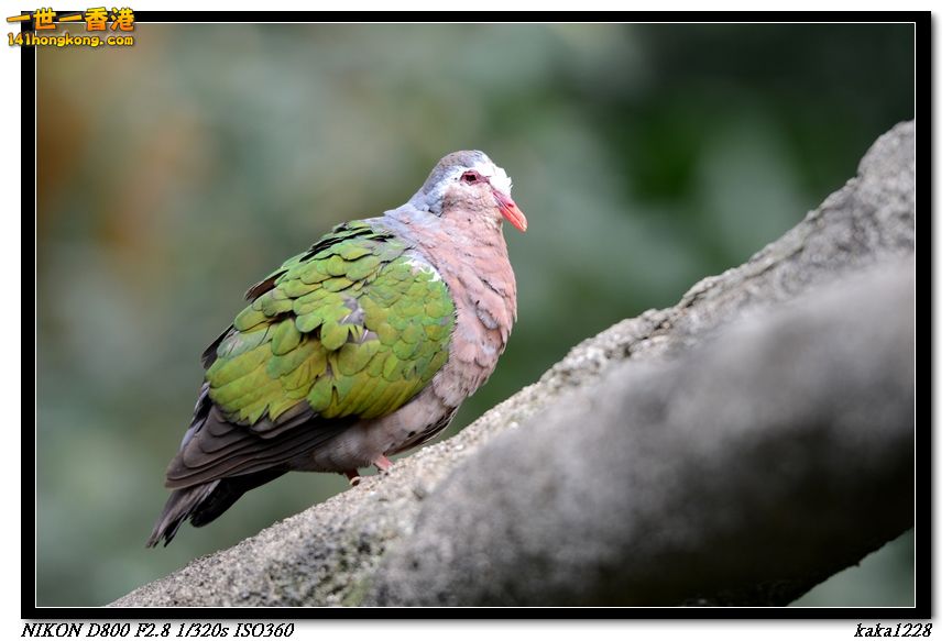 nEO_IMG_DSC_1164.jpg
