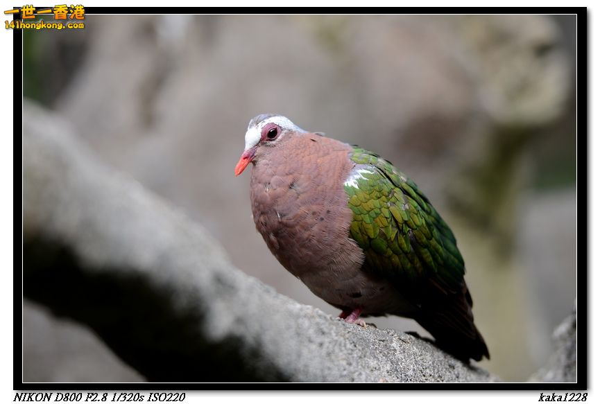 nEO_IMG_DSC_1168.jpg