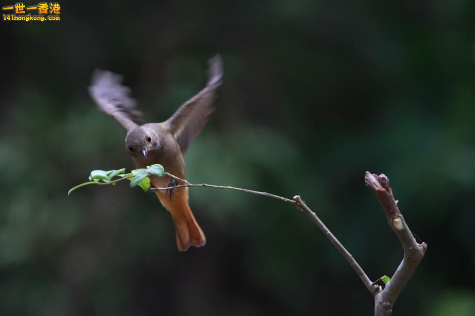鳥_14.jpg