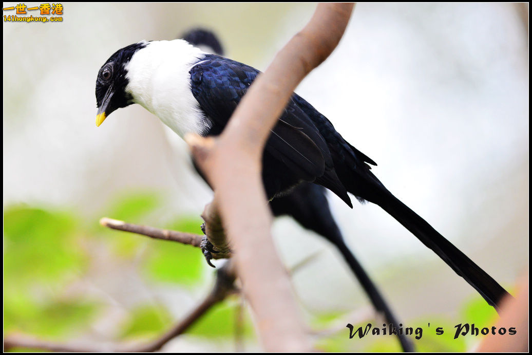 DSC_0018R.jpg