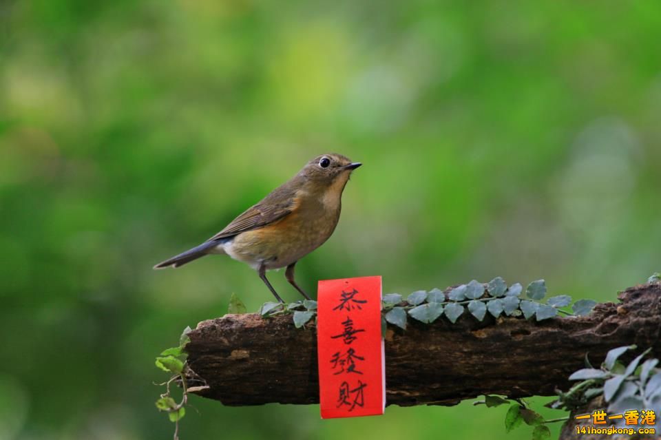 如意吉祥_03.jpg