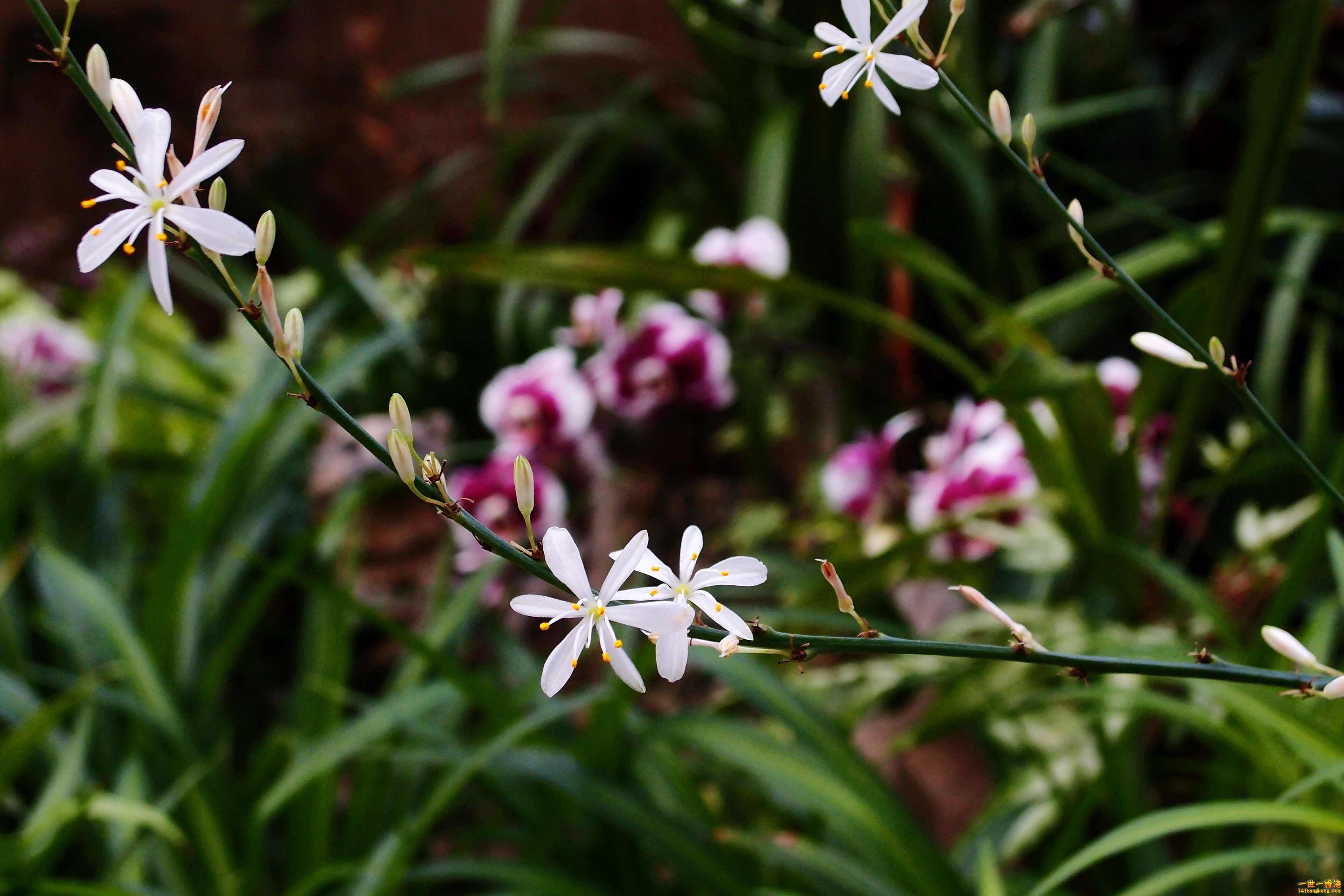P2230571a.jpg