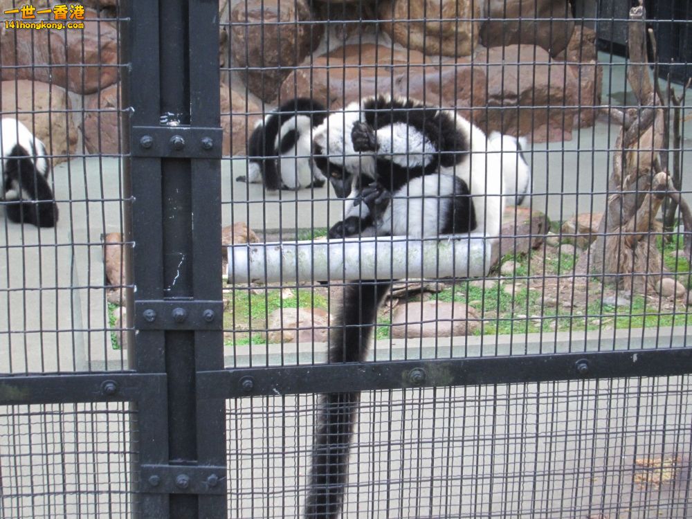 黑白臉狐猴 (1).jpg