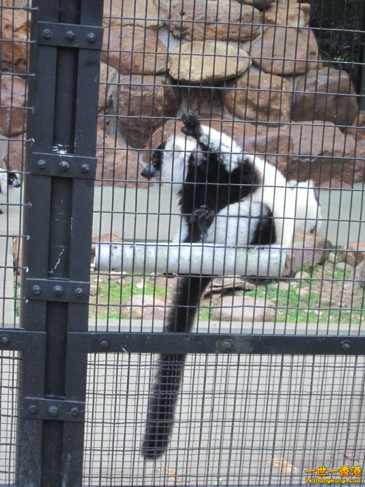黑白臉狐猴 (3).jpg