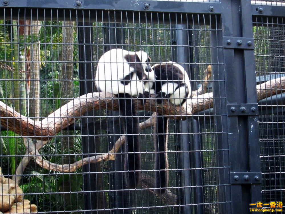 黑白臉狐猴 (6).jpg