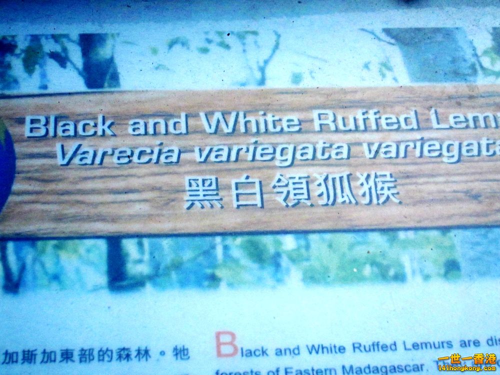 黑白臉狐猴 (8).jpg