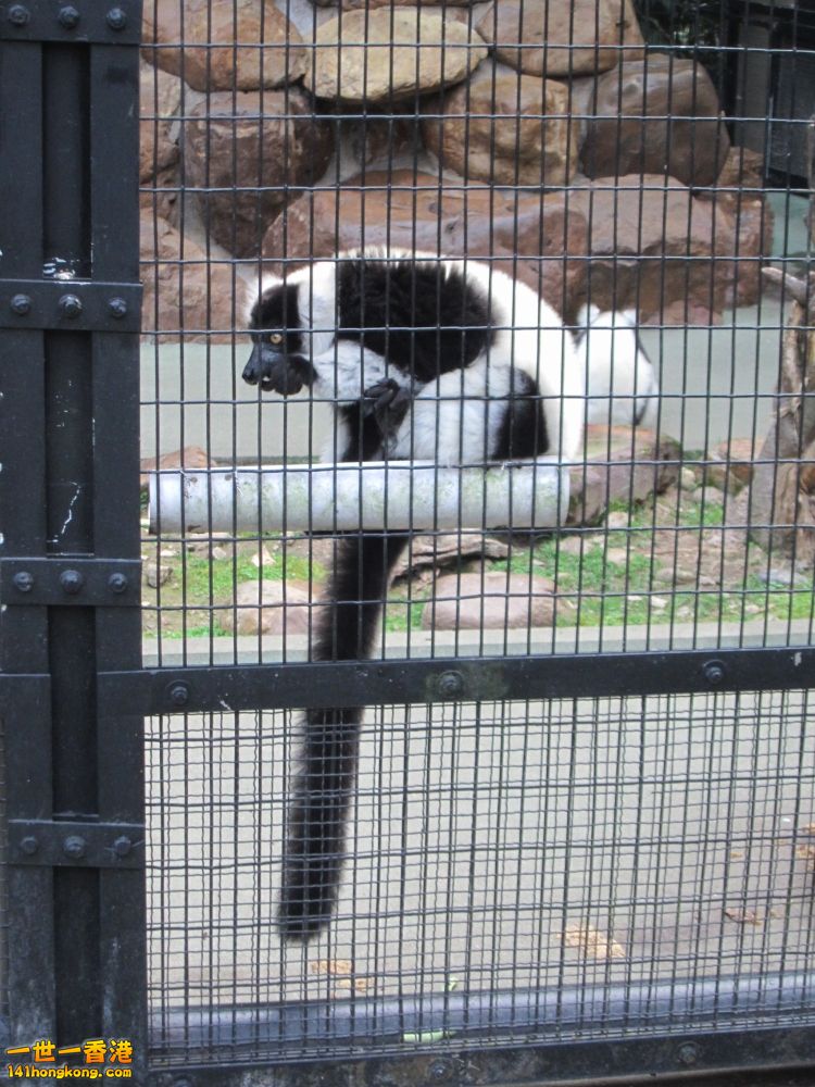黑白臉狐猴.jpg