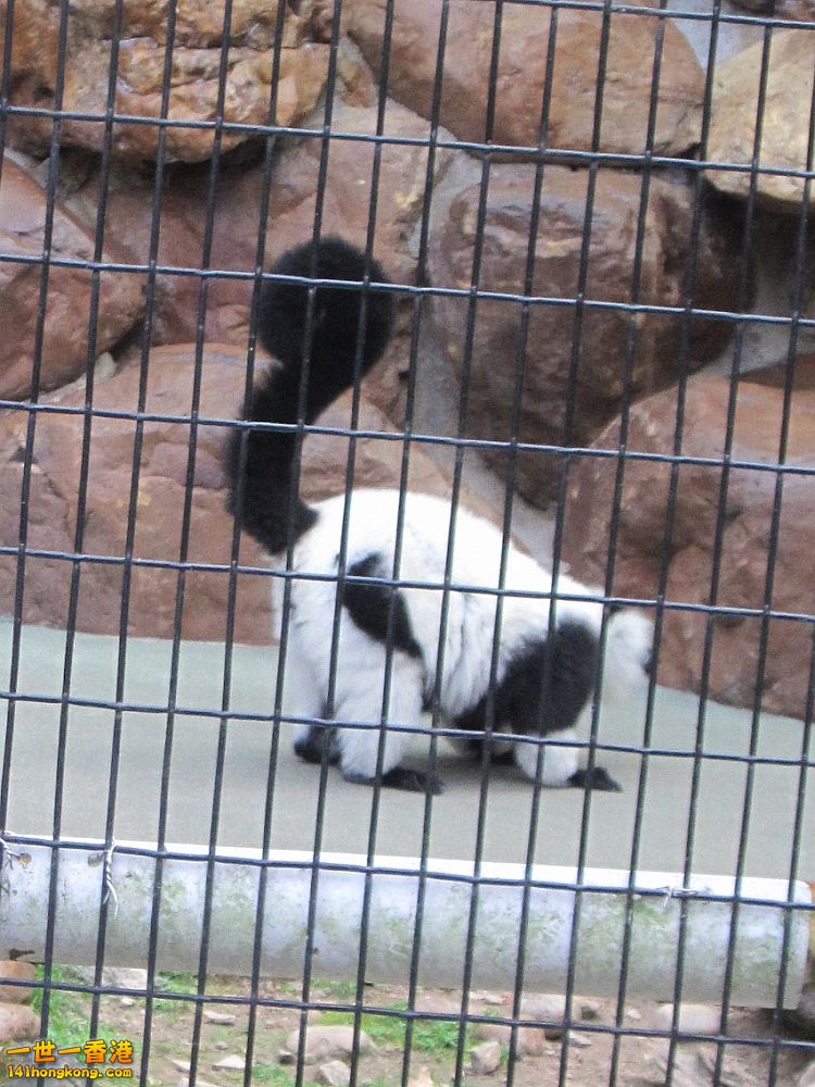 黑白脸狐猴.jpg