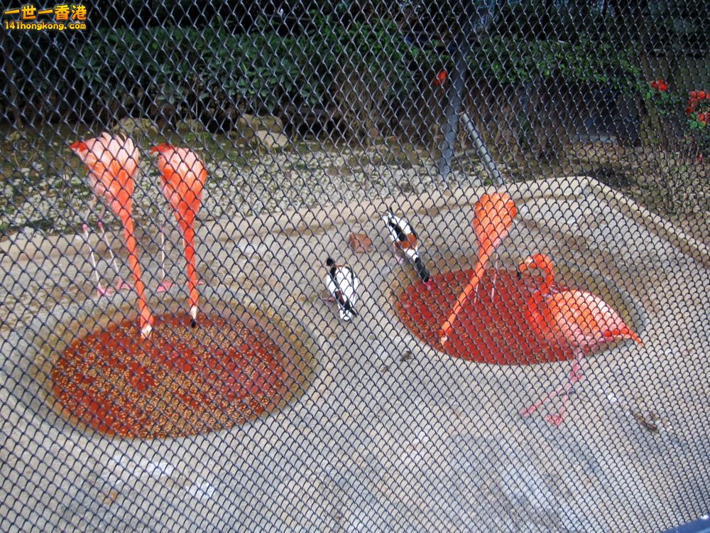 火烈鳥 (1).jpg