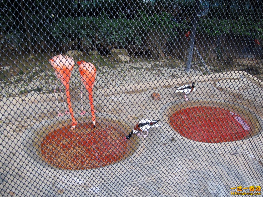 火烈鳥 (2).jpg