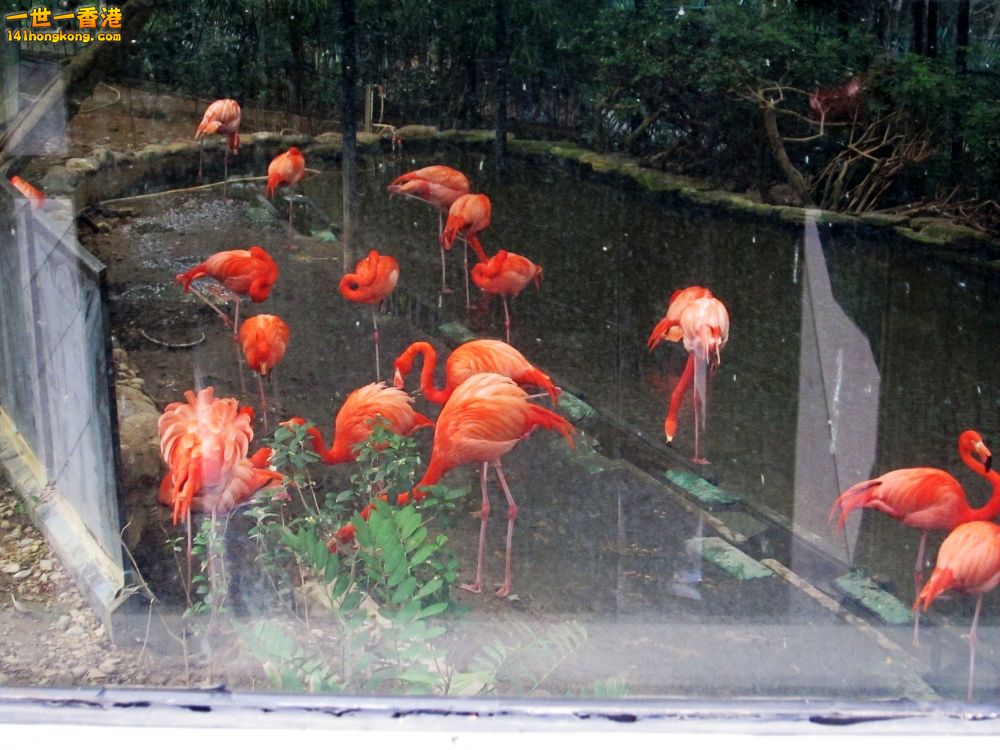 火烈鳥 (3).jpg