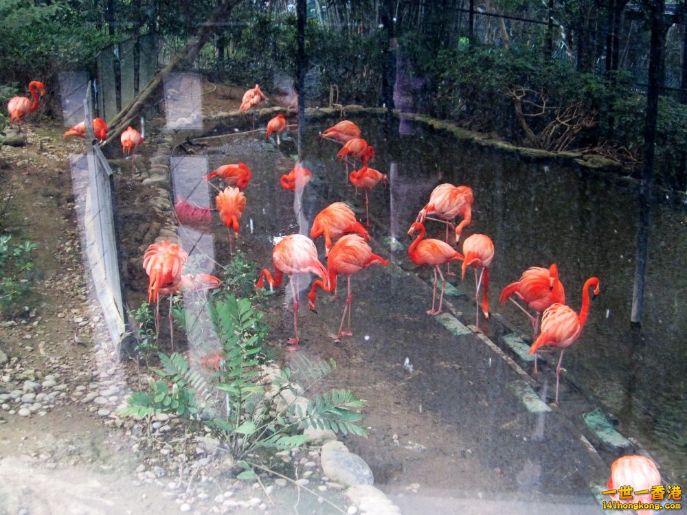火烈鳥 (6).jpg