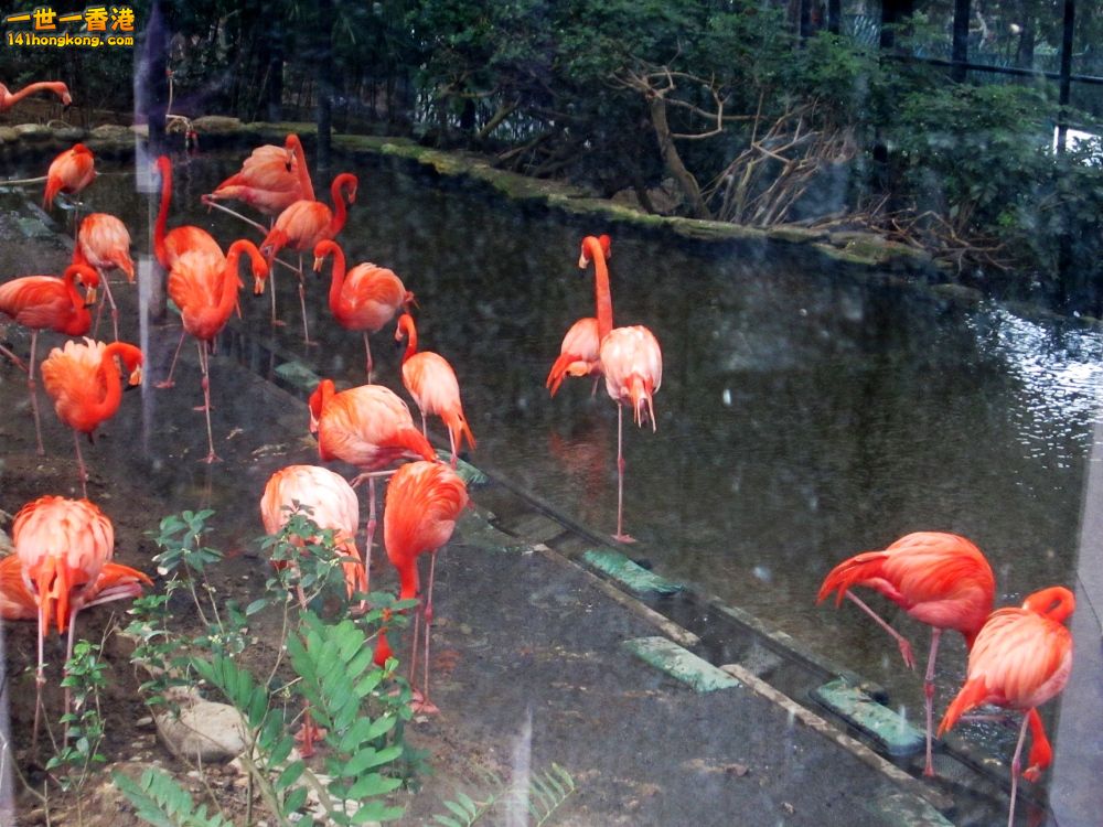 火烈鳥 (7).jpg