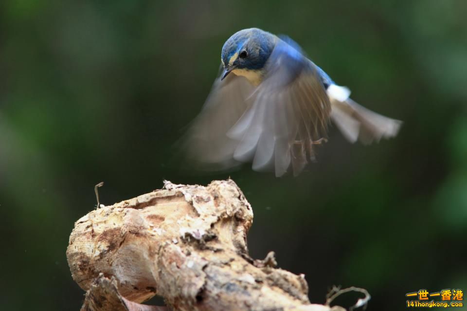 鳥_08.jpg