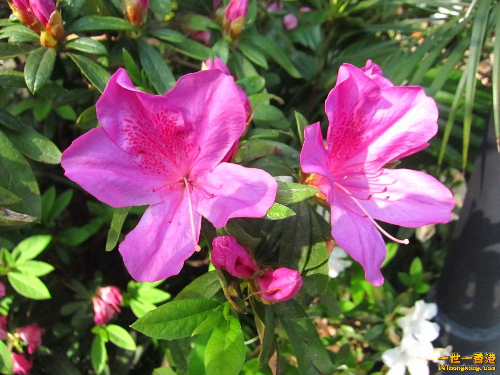 IMG_5523_conew1.jpg