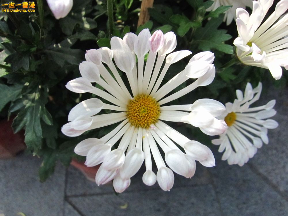 IMG_5525_conew1.jpg