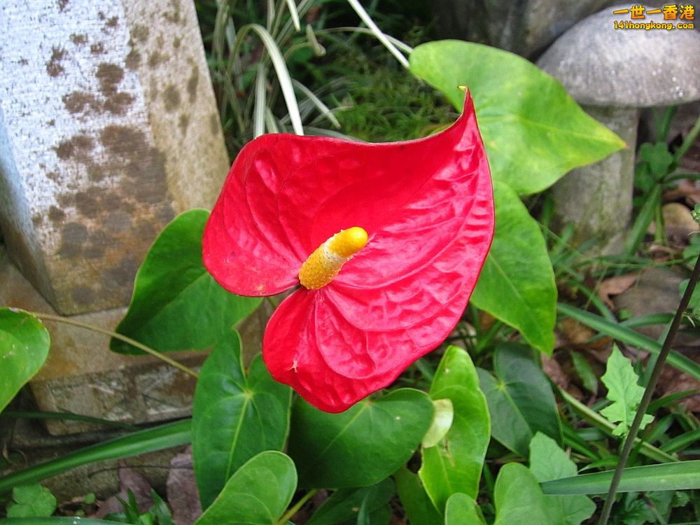 IMG_5586_conew1.jpg