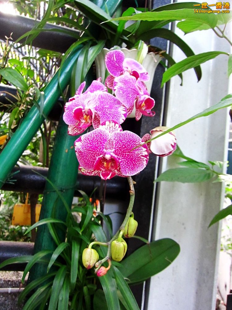 IMG_5604_conew1.jpg
