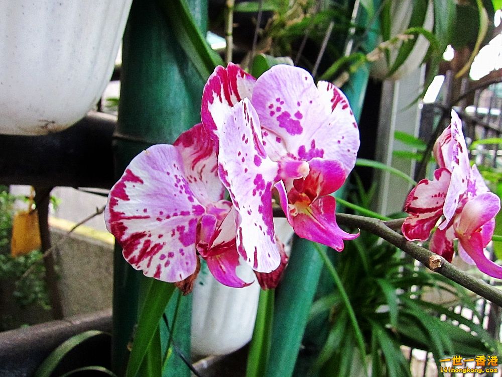 IMG_5606_conew1.jpg