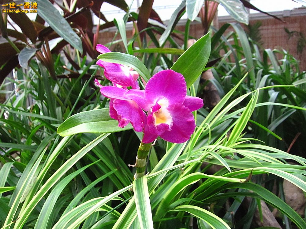 IMG_5638_conew1.jpg