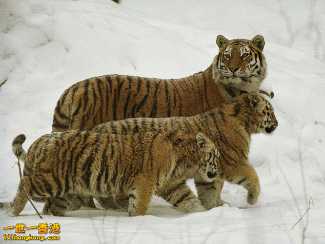 老虎一家雪地出遊